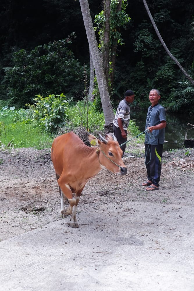 West,Sumatra,,Indonesia,,29,June,2023, ,A,Cow,And